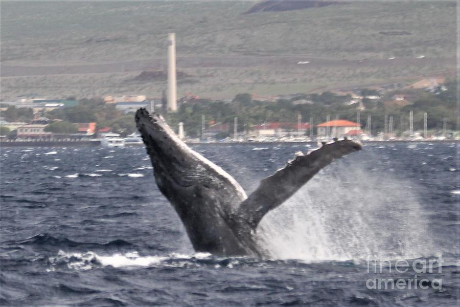 Humpback Jumping Out Of Water Photograph