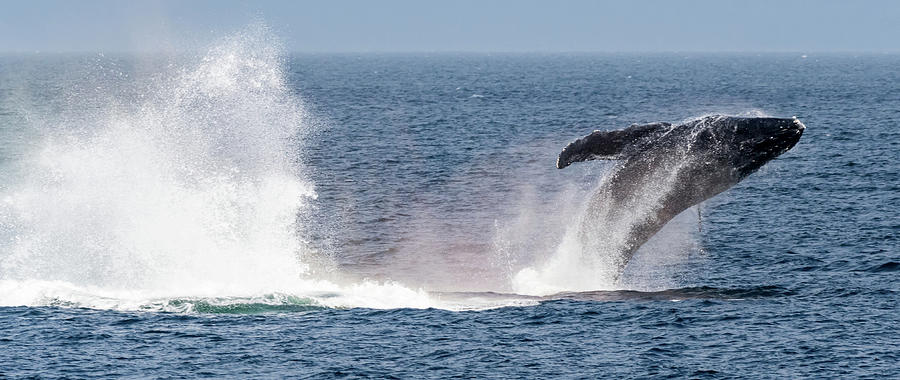 Humpback whale breaching Photograph by Kirk Hewlett - Fine Art America