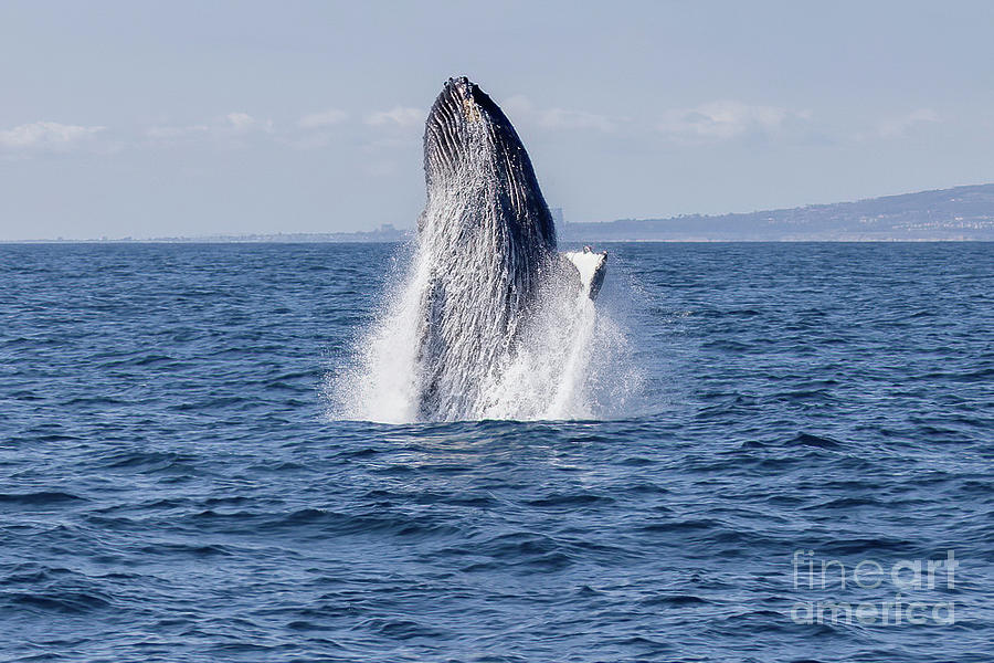 Humpback Whale Breaching #1 Photograph by Loriannah Hespe