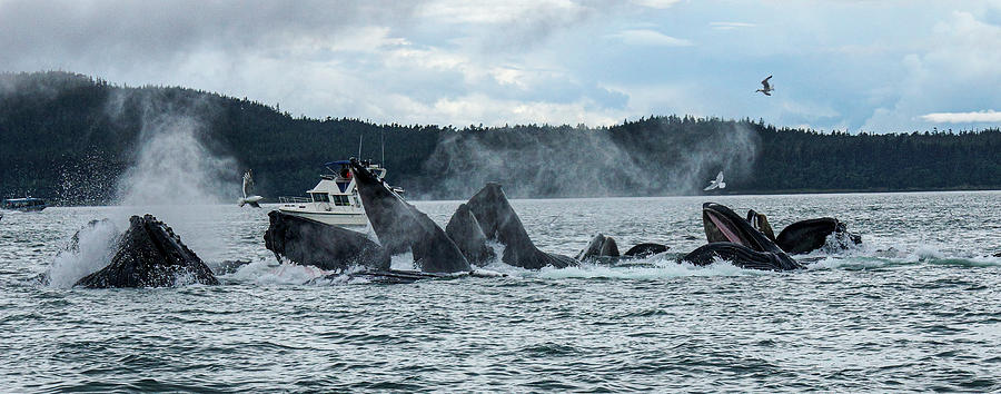 Humpback Whales #1 Photograph by Frank Fernino