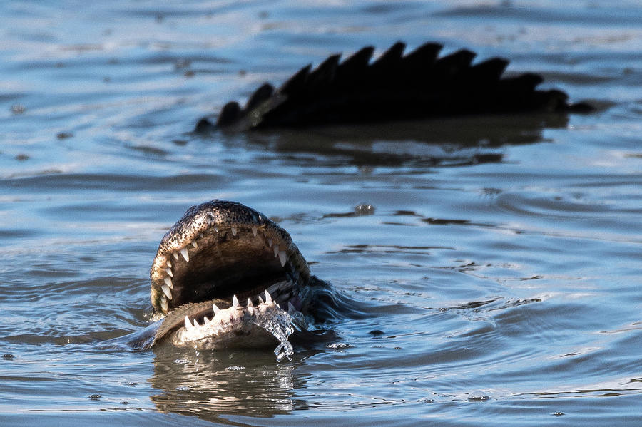 Hungry Alligator #1 Photograph by Joe Granita