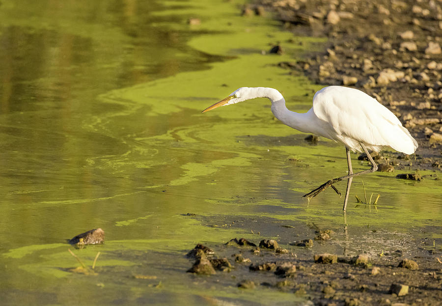 Hunting Egret #1 Photograph by Jean Noren