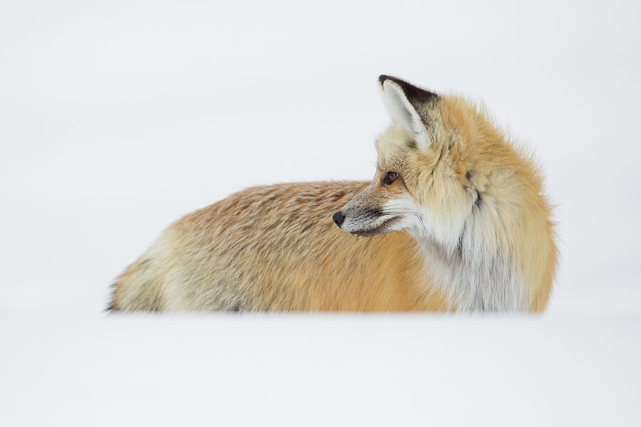 Hunting Fox Photograph