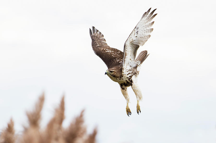 Hunting Hawk #1 Photograph by Mircea Costina Photography