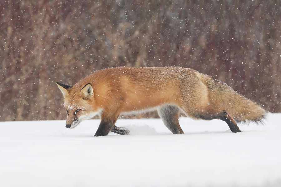 Hunting In the Snow #1 Photograph by CR Courson