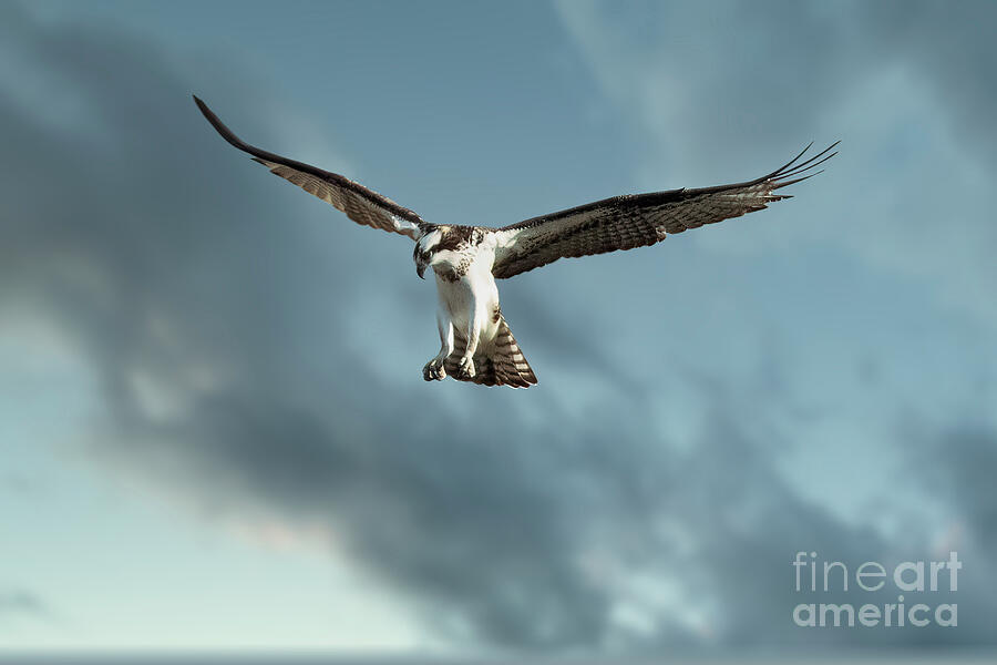 Hunting Osprey #1 Photograph by Thomas Nay Hunting Osprey #1 Photograph by Thomas Nay