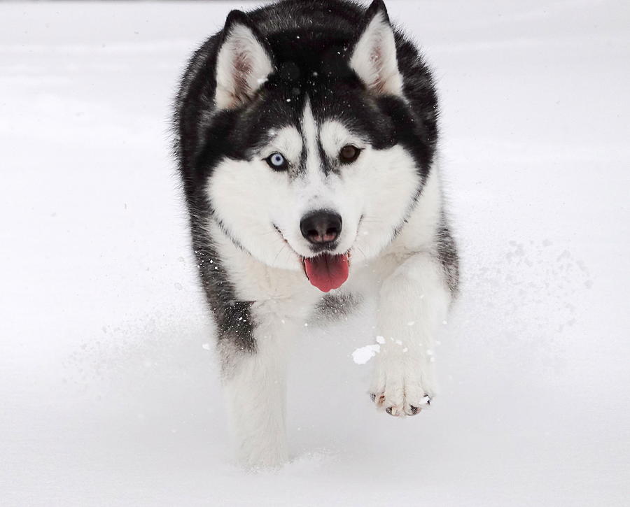 Husky with two different colored eyes in Snow Photograph by Wei Wang ...