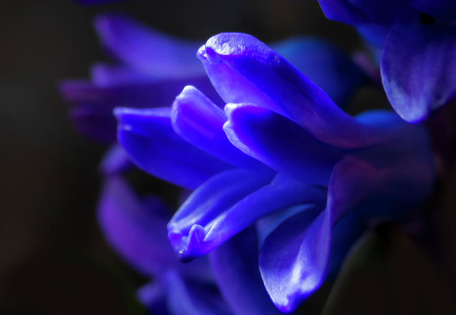 Hyacinth Flower Painting Digital Photograph by Sandra Js