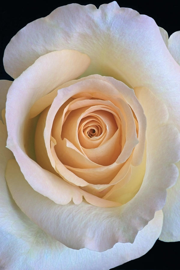 Hybrid rose flower #1 Photograph by Nickkurzenko