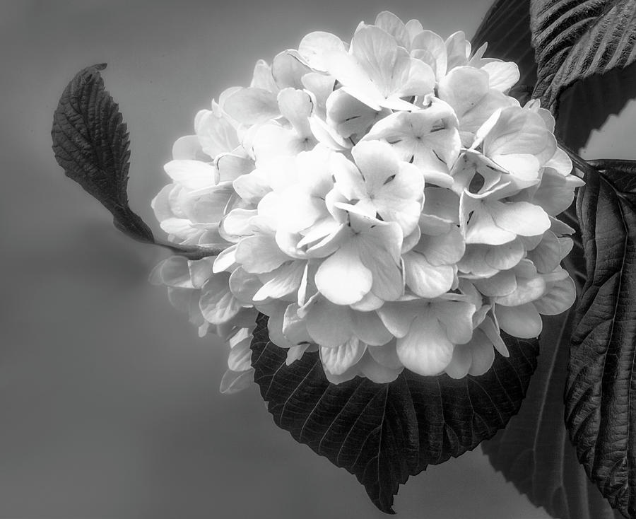 Hydrangea Flower Cluster #1 Photograph by Susan Candelario
