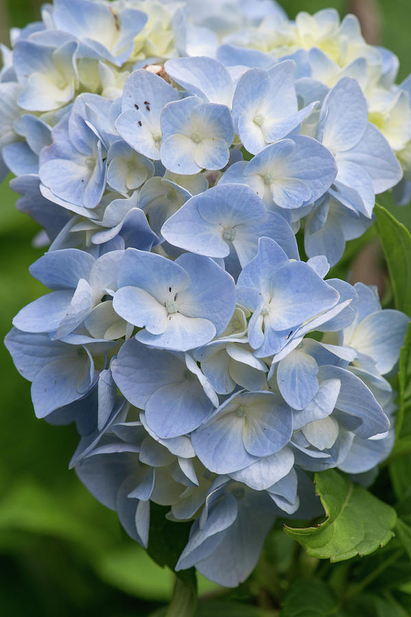 Hydrangea Flower Photograph by Michael Moriarty - Fine Art America