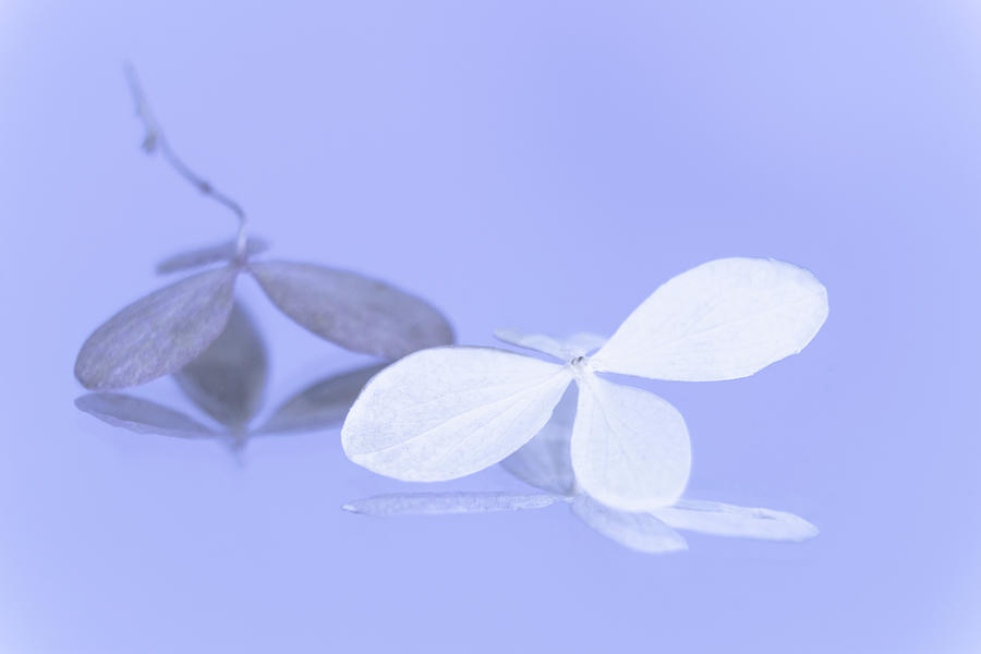 Hydrangea flowers macro on violet background - soft colors #1 Photograph by Cristina Stefan