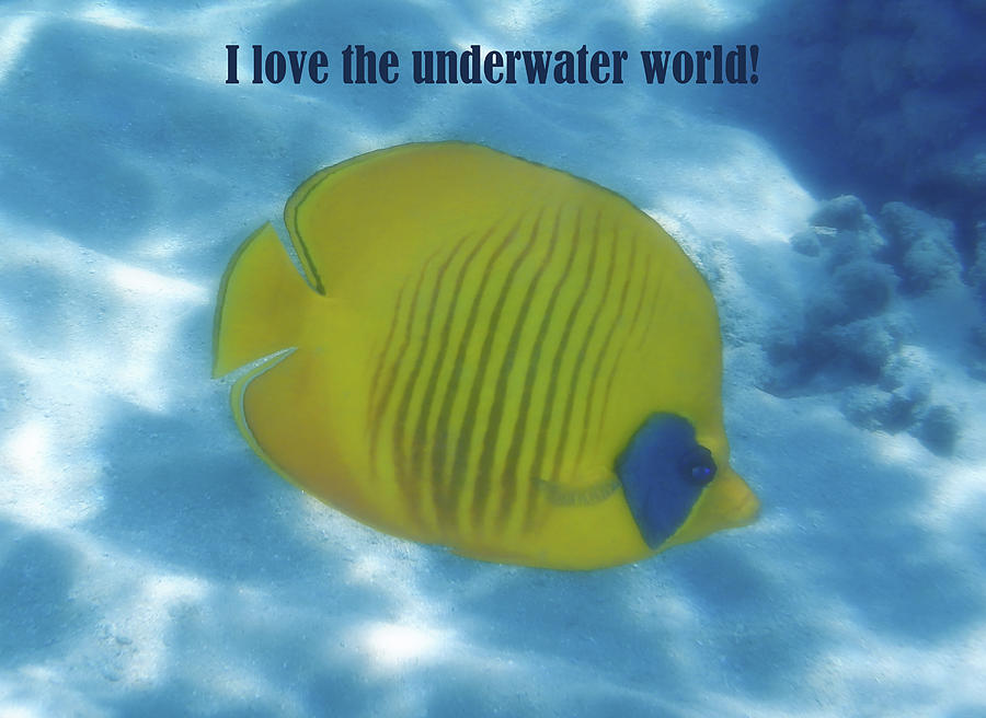 I love the underwater world #1 Photograph by Johanna Hurmerinta