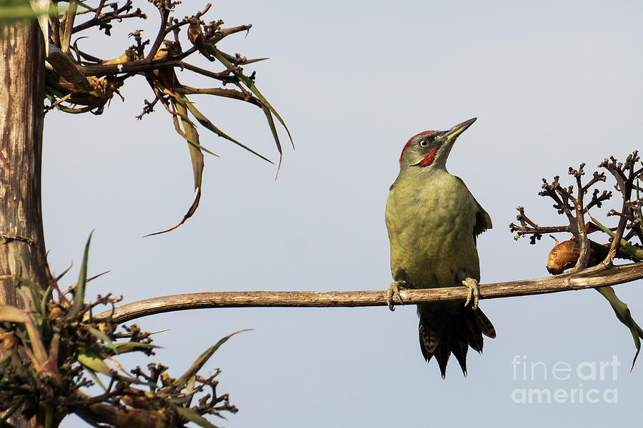Iberian Green Woodpecker Picus sharpei Costa Ballena Cadiz #1 Photograph by Pablo Avanzini