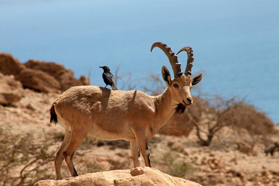 Ibex and bird friend at Ein Gedi, Israel. Photograph by Barb Gabay - Pixels