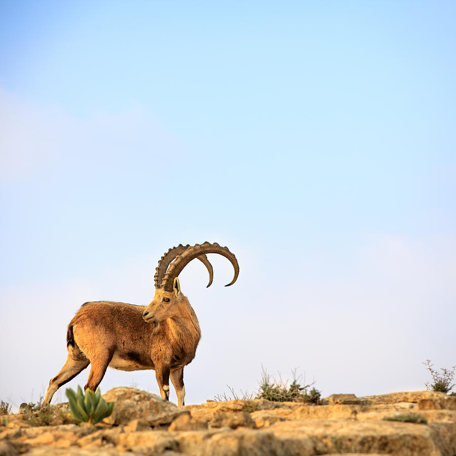 Ibex #1 Photograph by FredFroese