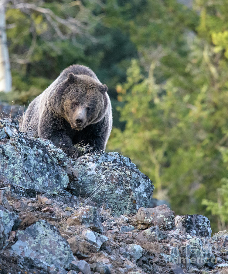 Ice Box Canyon Grizzly #1 Photograph by Patrick Nowotny