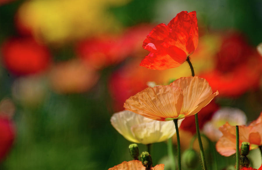 Iceland Poppies Shades of Lovely Photograph by Bonnie Colgan