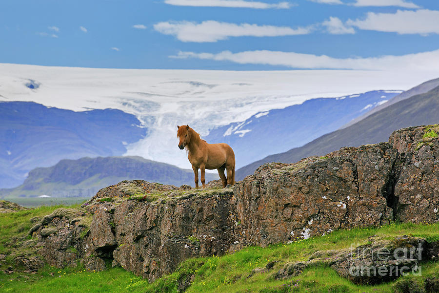 Icelandic Horse #1 Photograph by Arterra Picture Library