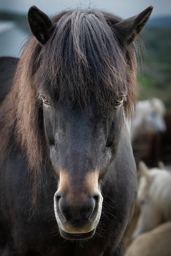 Brown Icelandic Horse Closeup Portrait Photograph