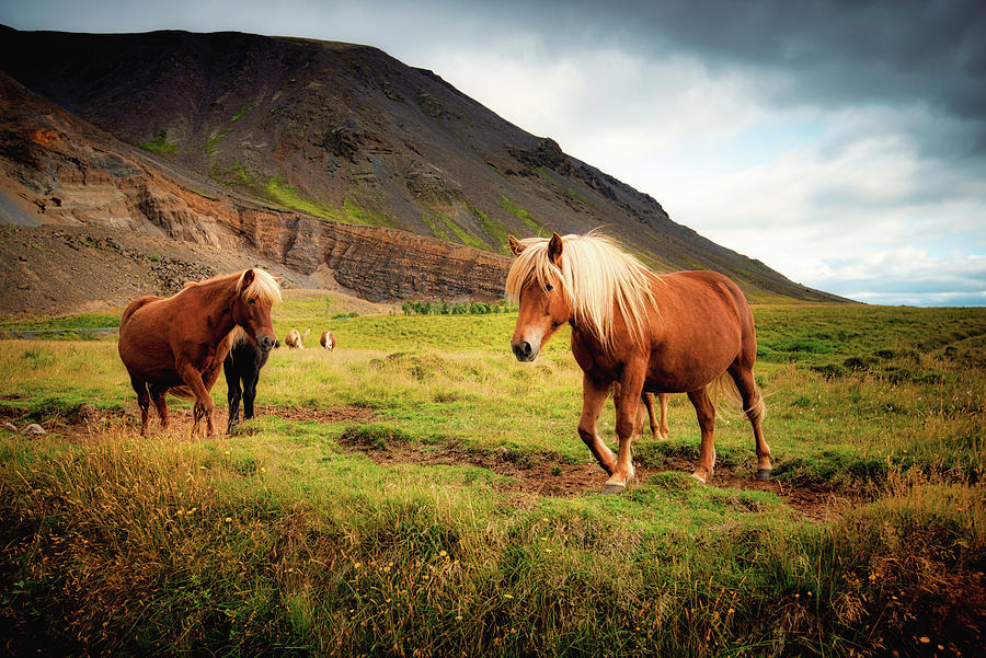 Icelandic Horses #1 Photograph by Philippe Sainte-Laudy