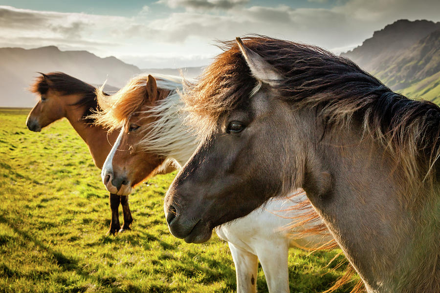 Horse Photograph - Icelandic Wild Horses #1 by Peter OReilly