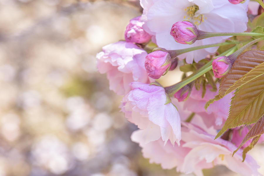 Ichiyo Flowering Cherry #1 Photograph by Sorane-naoko
