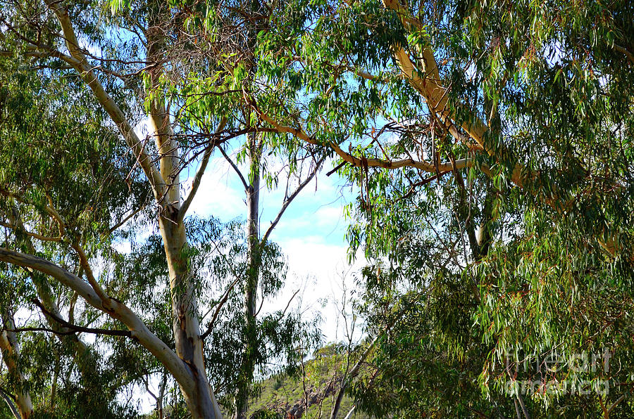 Iconic Australian bushland scene with tall eucalyptus trees and shrubs. #1 Photograph by Milleflore Images