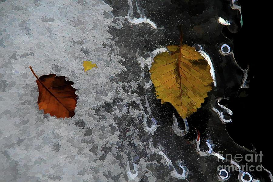 Icy Leaves Photograph