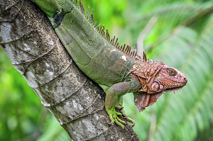 Iguana closeup #1 Photograph by Ed Stokes