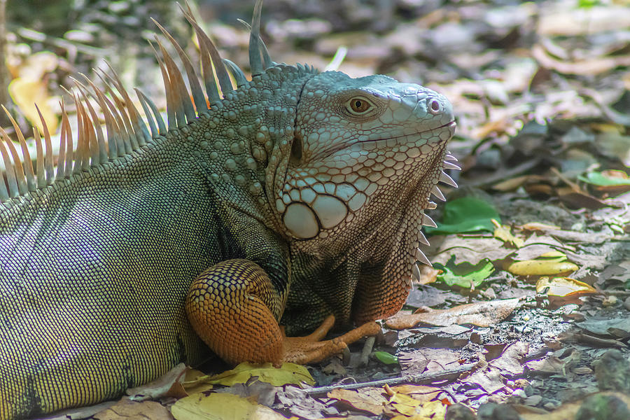 Iguana Photograph by Darian Ryan - Fine Art America