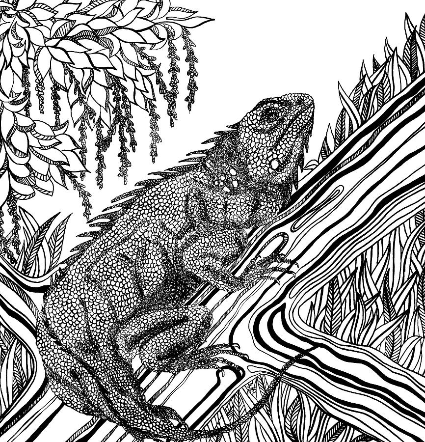 Iguana Drawing