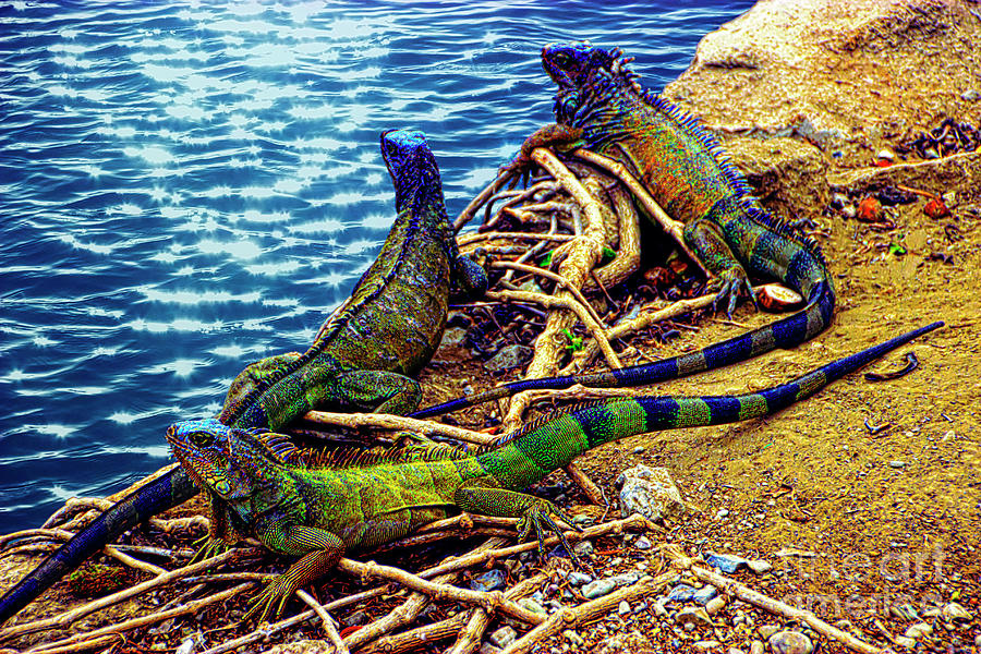 Iguanas In Montanita, Ecuador II #1 Photograph by Al Bourassa