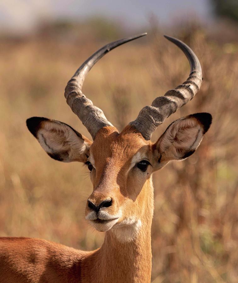 Impala Photograph by Mo Lee - Fine Art America