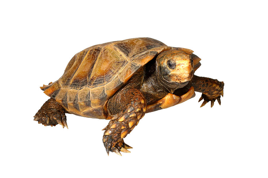 Impressed Tortoise, White Background #3 Photograph by Michael Redmer ...