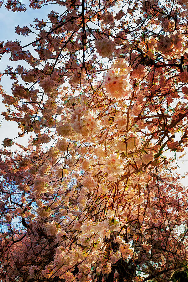 Impressionist Cherry Trees Photograph