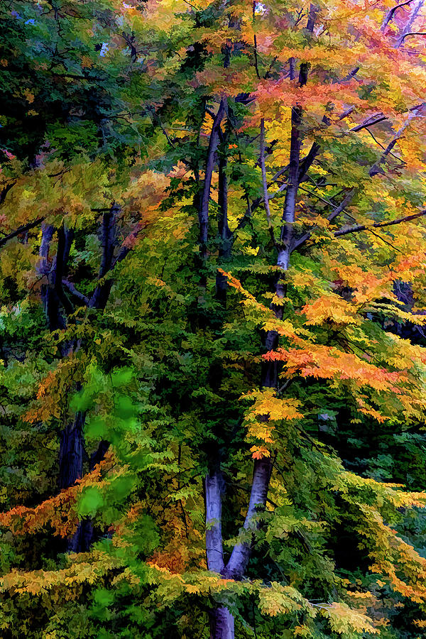 Impressionist Fall Foliage Photograph