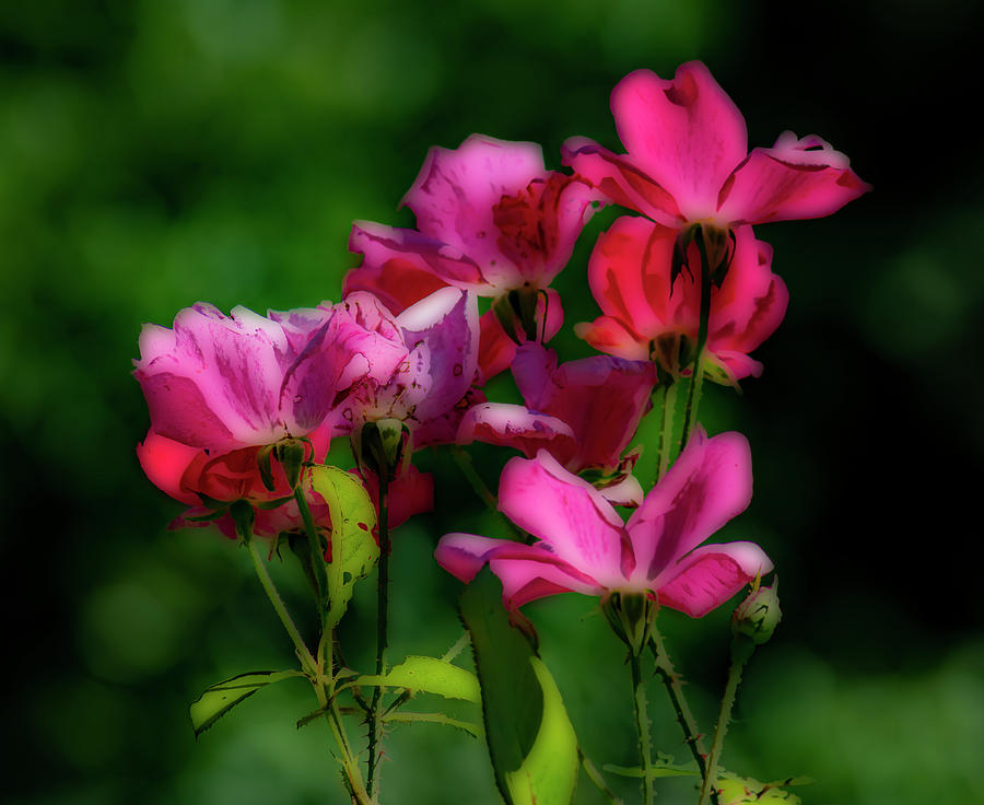 Impressionist Summer Flowers Photograph