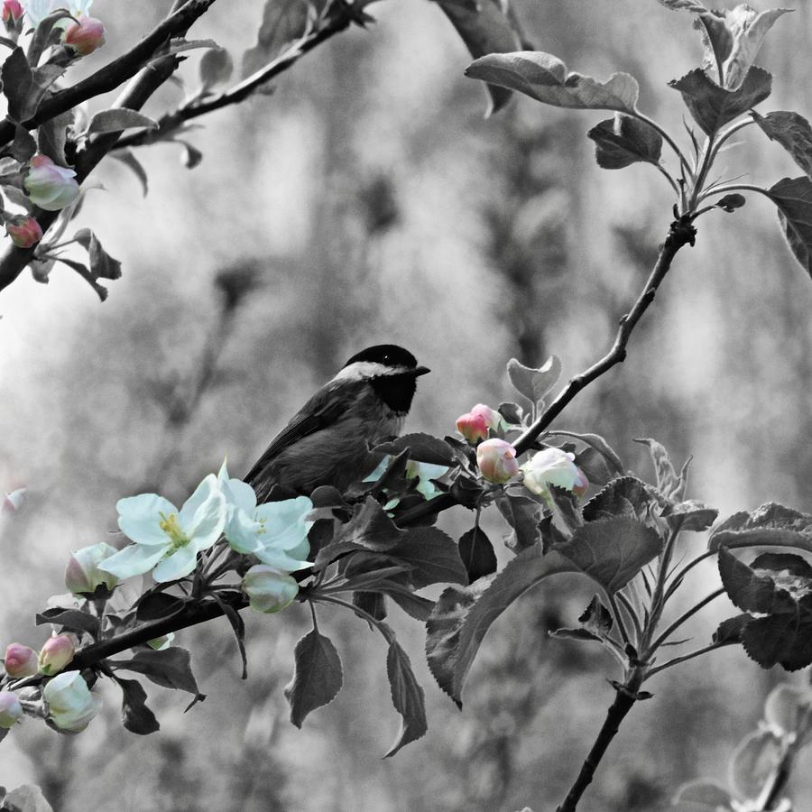 In The Apple Tree #2 Photograph by Iina Van Lawick