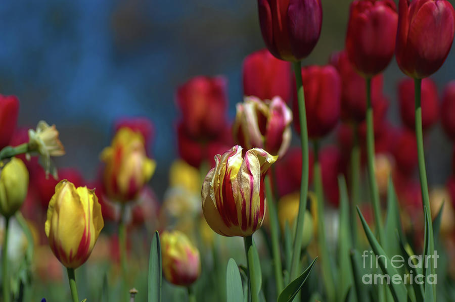 Monsella Tulips In the Middle Photograph by Diana Mary Sharpton