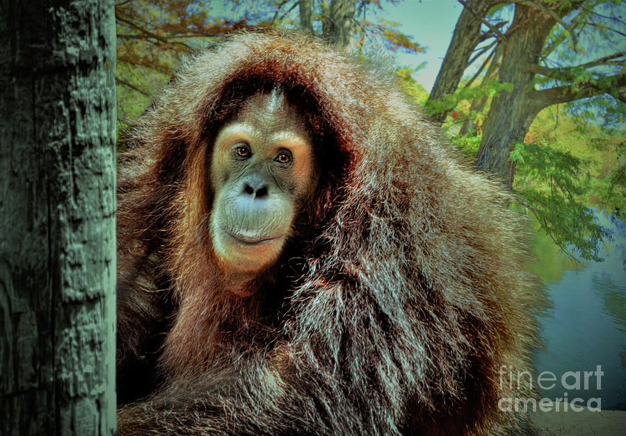 Sumatran orangutan Indah Digital Art by Savannah Gibbs