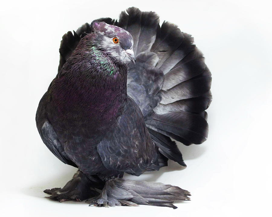 Indian Fantail Pigeon #1 Photograph by Nathan Abbott