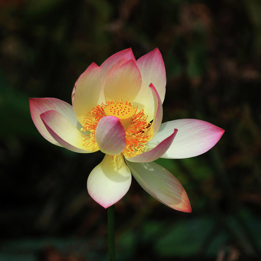 Indian Lotus Flower #1 Photograph by Shixing Wen
