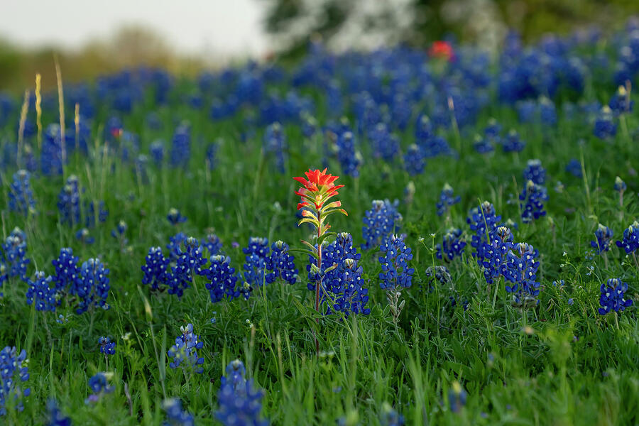 Indian Paintbrush - 32258 Photograph by Wall Art Of Texas Indian Paintbrush - 32258 Photograph by Wall Art Of Texas