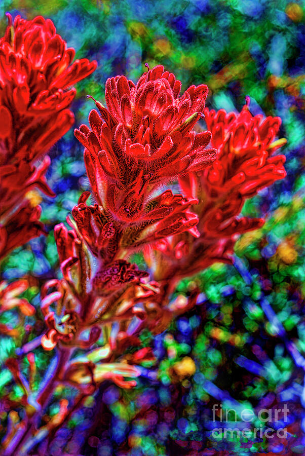 Vertical Photograph - Indian Paintbrush #1 by Brenton Cooper