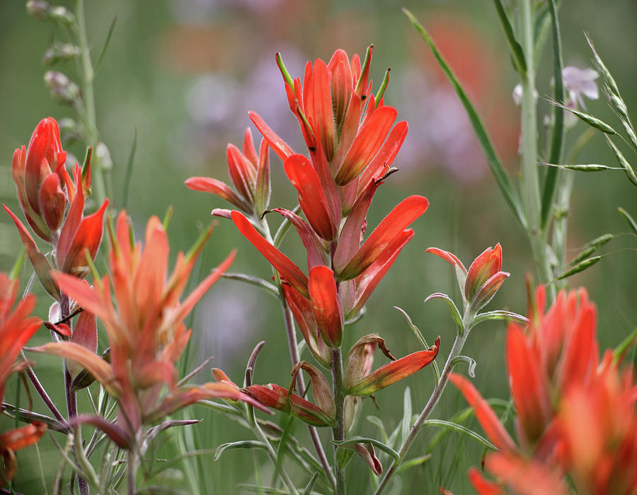 Nature Photograph - Indian Paintbrushes #1 by Tim Fitzharris
