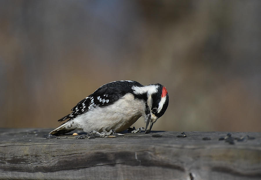Industrious Woodpecker #1 Photograph by Fraida Gutovich