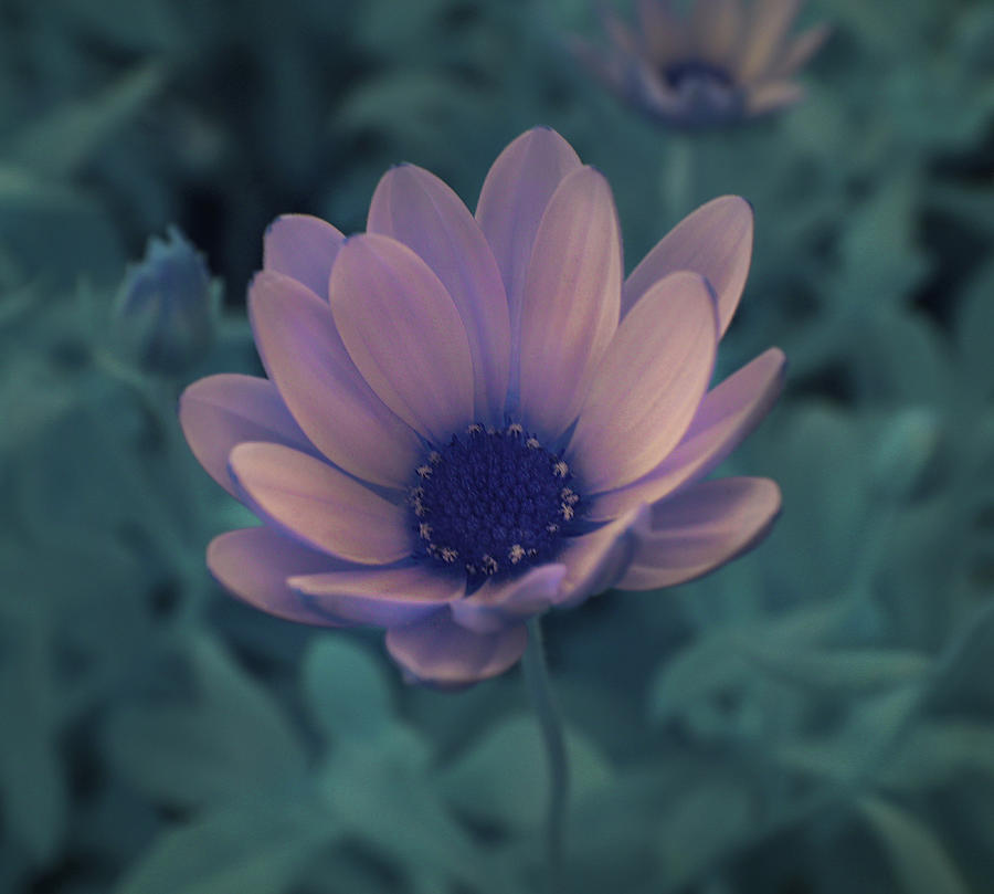 Infrared Flower Photograph by Cindy Lynch - Fine Art America