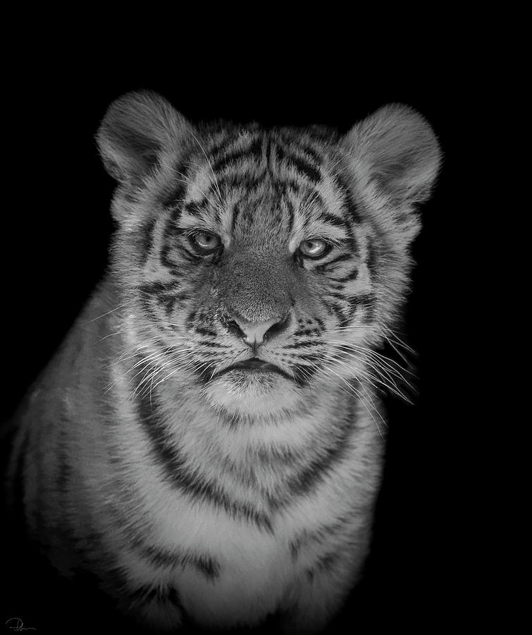 Tiger Photograph - Innocence #1 by Paul Neville