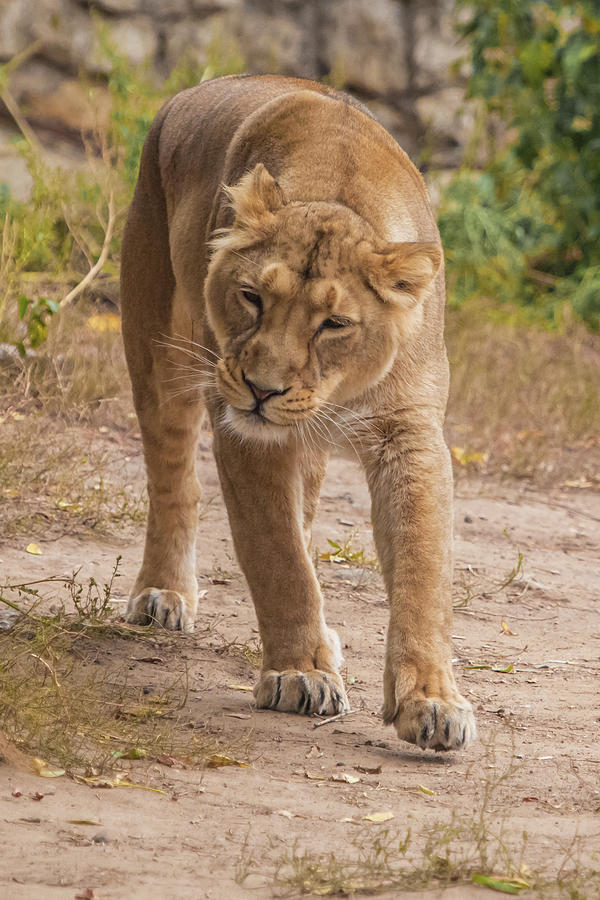 Insidious And Playful Sneaks Up Lioness Is A Large Predatory S Pyrography By Michael Semenov 1029